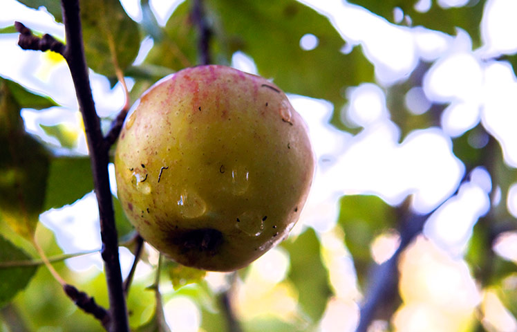 Camera Club: Autumn scenes in a forest in Hoxne, Suffolk