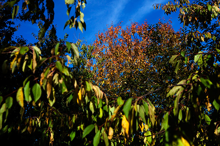 Camera Club: Autumn scenes in a forest in Hoxne, Suffolk