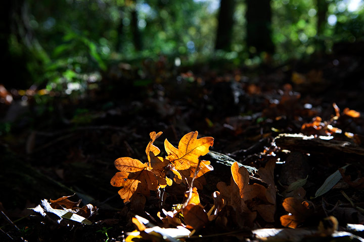 Camera Club: Autumn scenes in a forest in Hoxne, Suffolk