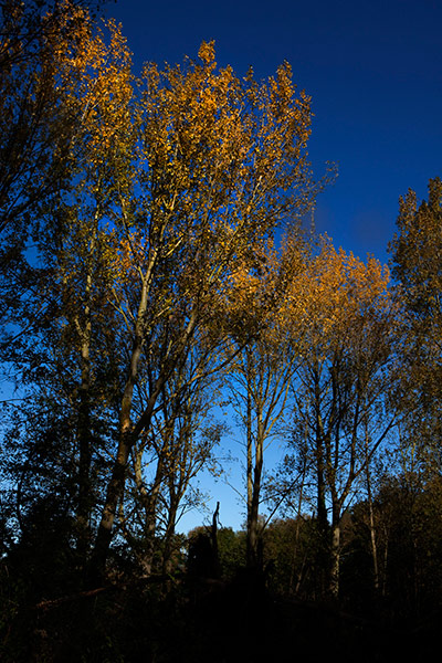 Camera Club: Autumn scenes in a forest in Hoxne, Suffolk