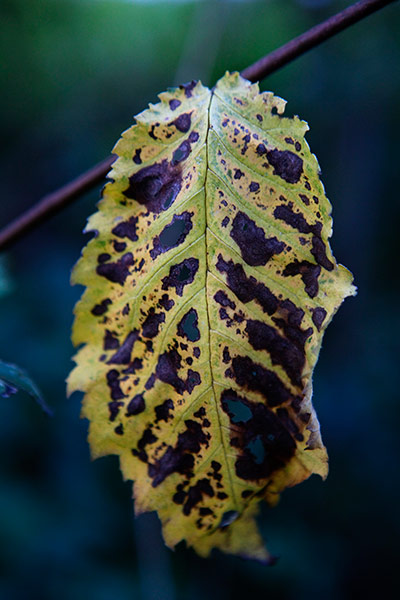 Camera Club: Autumn scenes in a forest in Hoxne, Suffolk