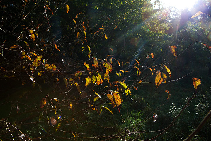 Camera Club: Autumn scenes in a forest in Hoxne, Suffolk