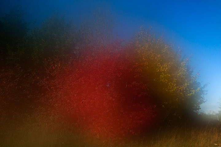 Camera Club: Autumn scenes in a forest in Hoxne, Suffolk