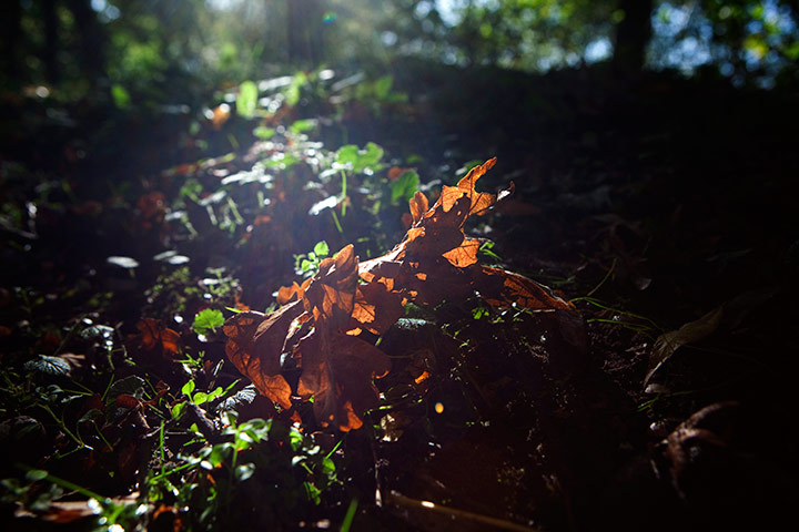 Camera Club: Autumn scenes in a forest in Hoxne, Suffolk