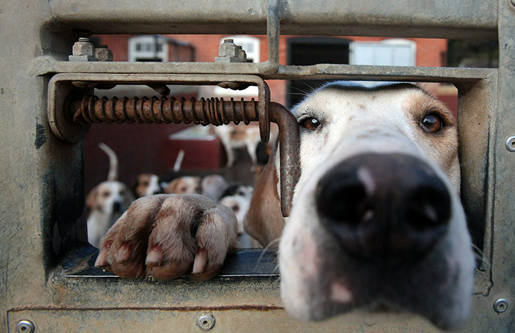 24 Hours In Pictures: The Avon Vale Hunt Exercises The Hounds Ahead Of First Meet