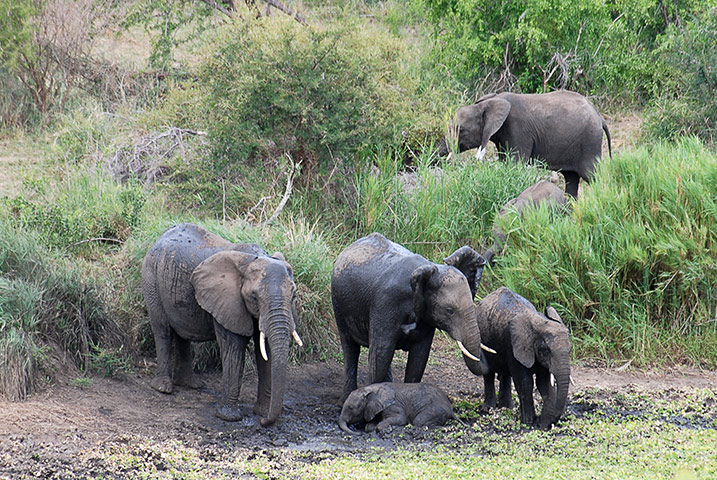 Alligator Vs Elephant