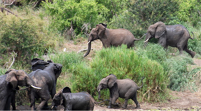 Elephant v Crocodile: 3  Johan sees panic breaking out as the herd suddenly react to something