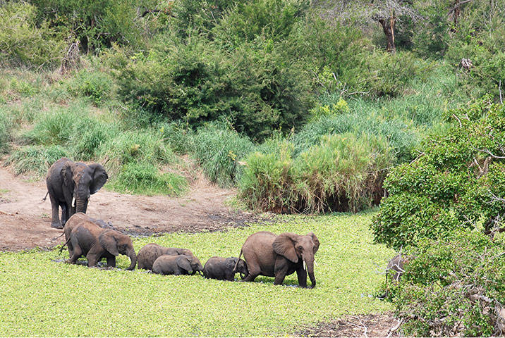 Elephant v Crocodile: 5 Panic over, and the crocodile has vanished 
