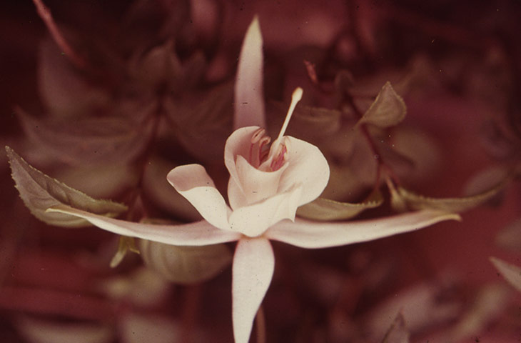 Exhibitionist3010: Corin Sworn