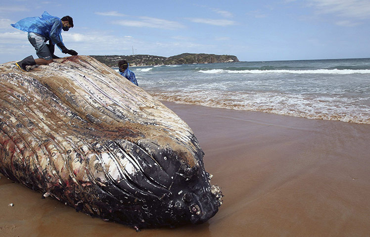 week in wildlife: Men cut a humpback whale after it was declared dead by veterinarians