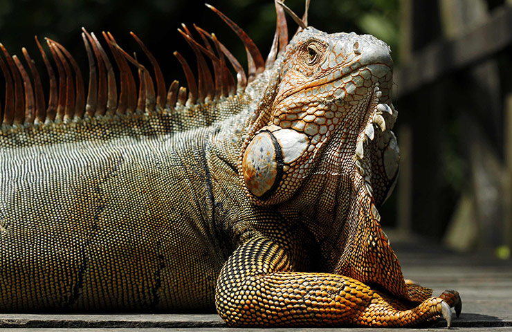 week in wildlife: A male Spiny tail iguana (Ctenosaura similis) 