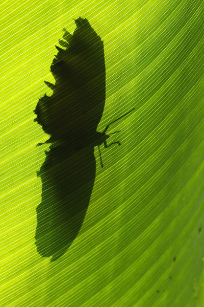 week in wildlife: A butterfly rests on a leaf 