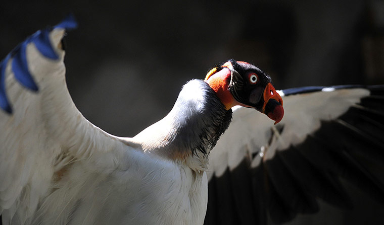 week in wildlife: A king vulture at the 'La Esperanza' ecological sanctuary in Mexico