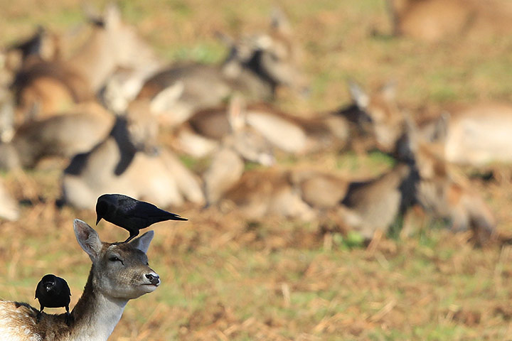 week in wildlife: Birds feed from a deer at Bradgate Park in Newtown Linford