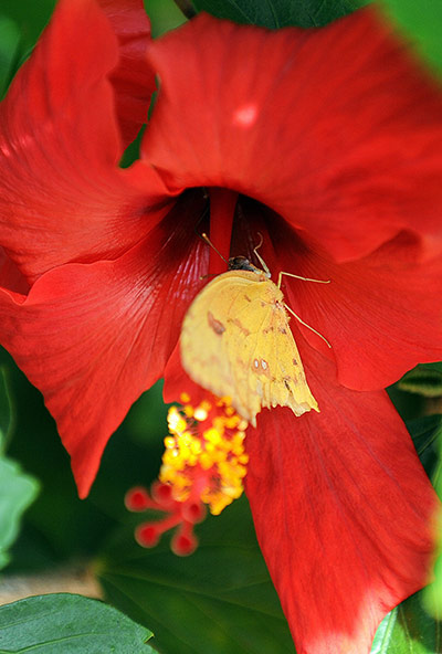 week in wildlife: A butterfly is in a flower in Los Angele