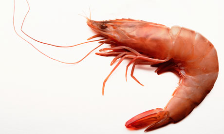 prawn images