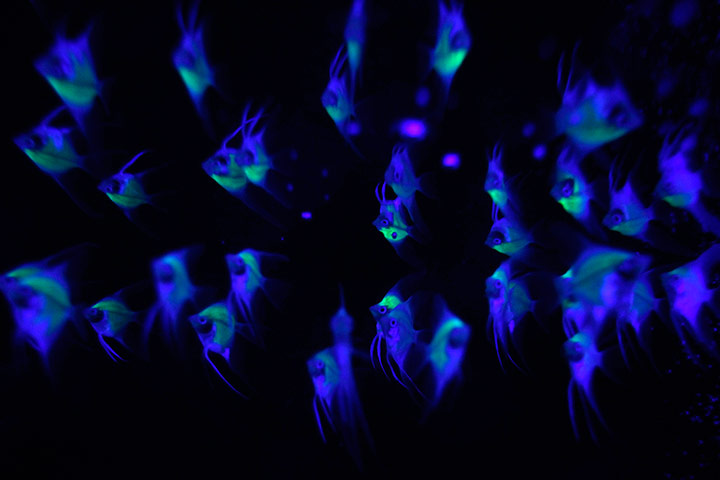 24 hours in pics: Genetically engineered Angelfish glow in a tank, Taipei