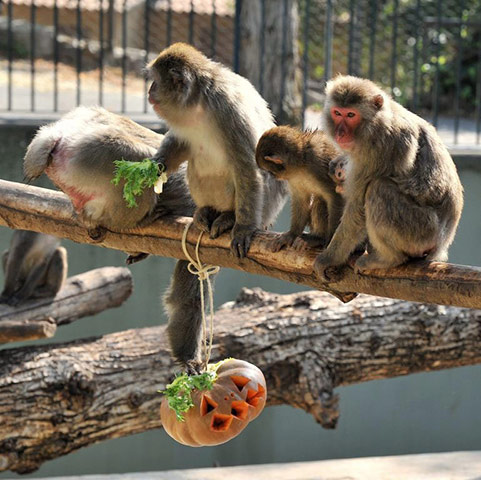 Animals Enjoy Halloween: Japanese macaques enjoy pumpkins