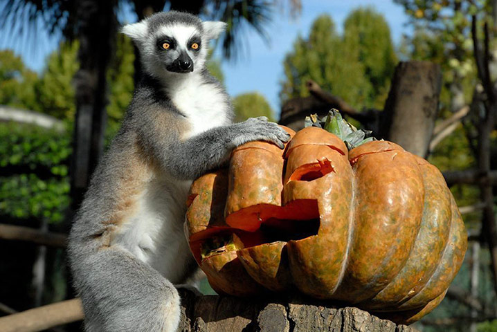 Animals Enjoy Halloween: A ring-tailed lemur