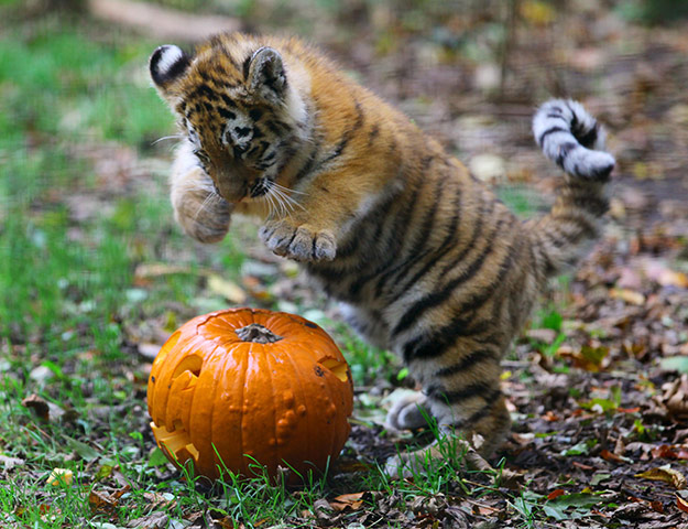 Animals Enjoy Halloween: Rosa, a 4-month-old Siberian Tiger Cub, investigates a pumpkin