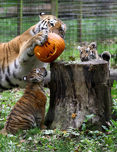 Animals Enjoy Halloween: Ingrid a Siberian Tiger with her 4-month-old cubs Rosa