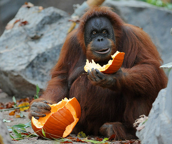Animals Enjoy Halloween: A orangutan female eats a pumkin 