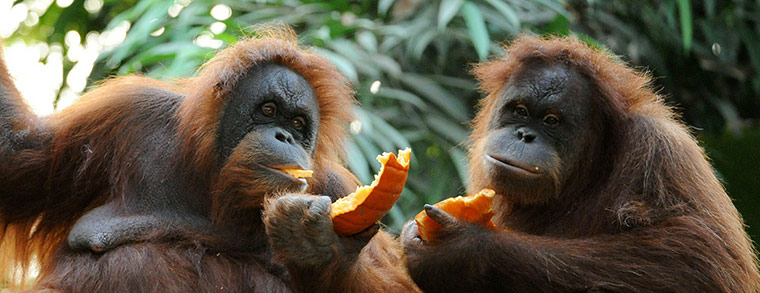 Animals Enjoy Halloween: Two orangutans share a pumpkin 