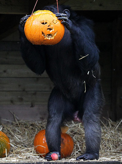 Animals Enjoy Halloween: Blossom the chimp eyes up a pumpkin 
