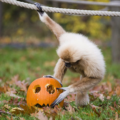 Animals Enjoy Halloween: Halloween at Nyiregyhaza Animal Park 