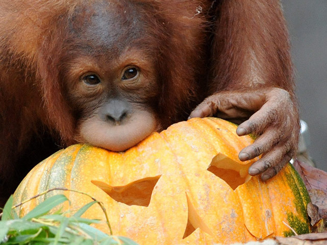 Animals Enjoy Halloween: Orangutans celebrate Halloween enjoying a pumpkin