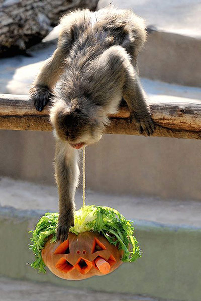 Animals Enjoy Halloween: Enjoying a pumpkin Japanese macaque