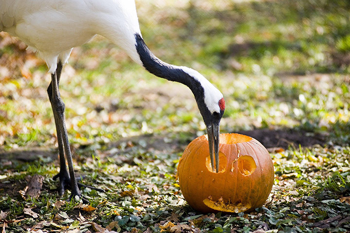 Animals Enjoy Halloween: enjoying a pumpkin A red-crowned crane