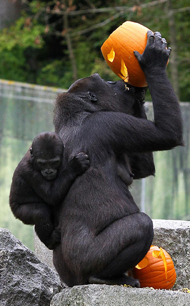 Animals Enjoy Halloween: Halloween for Foufou, a Western Lowland Gorilla