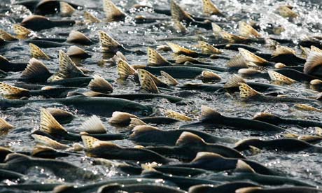 Thousands of pink salmon can be seen swimming upstream to spawn in Valdez, Alaska