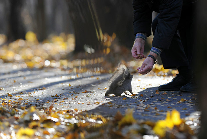 24 hours in pictures: A man feeds a squirrel in a Moscow park