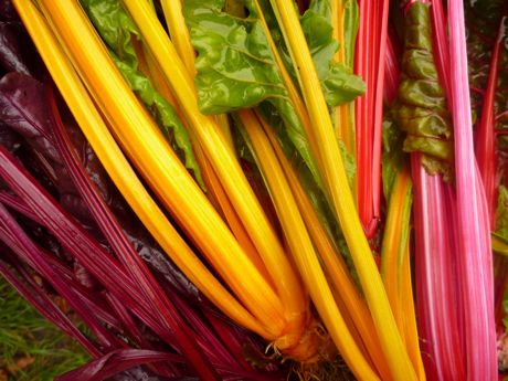 chard
