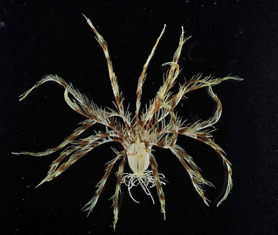 CAML: Census of Antarctic Marine Life  by British Antarctic Survey