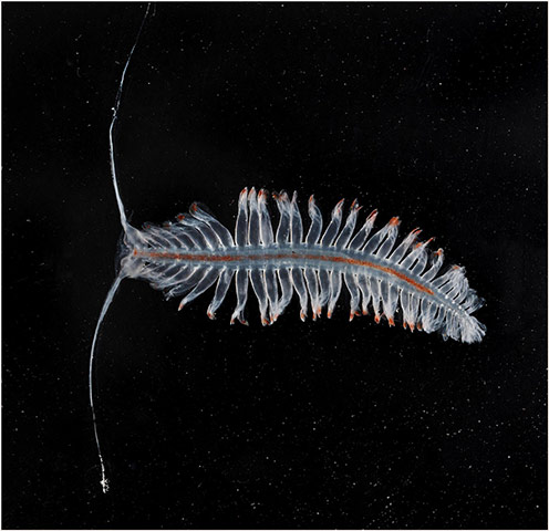 CAML: Census of Antarctic Marine Life  by British Antarctic Survey