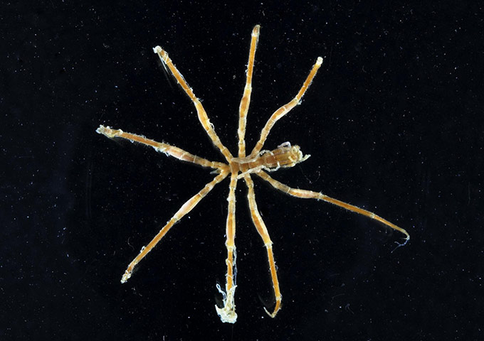 CAML: Census of Antarctic Marine Life  by British Antarctic Survey