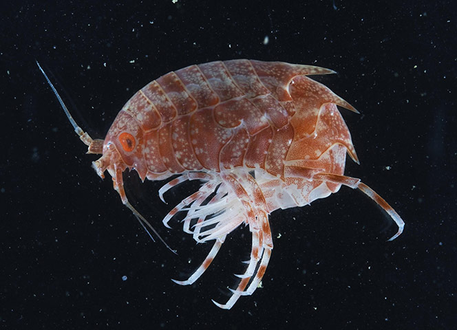 CAML: Census of Antarctic Marine Life  by British Antarctic Survey