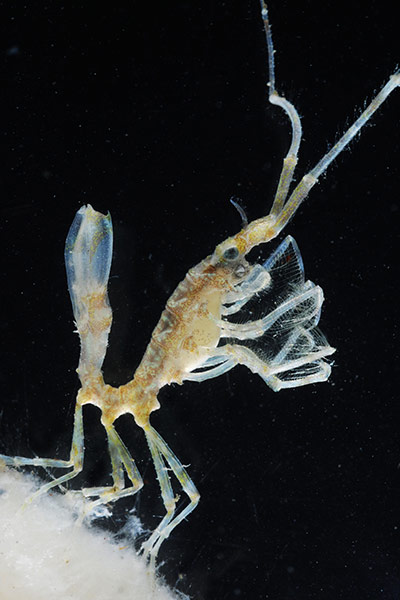 CAML: Census of Antarctic Marine Life  by British Antarctic Survey