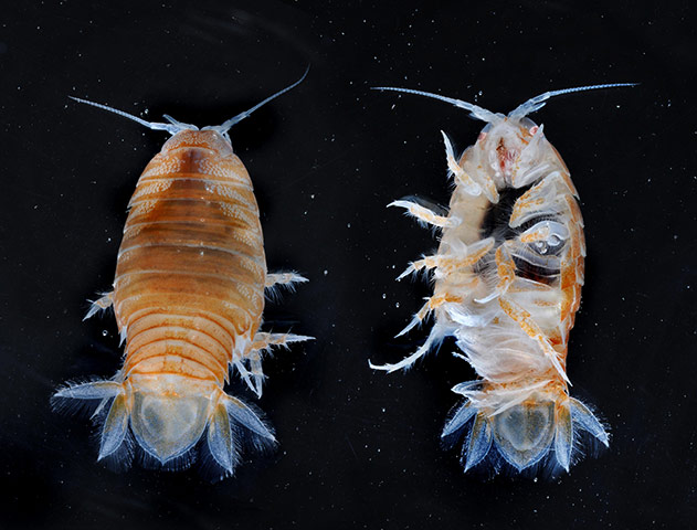 CAML: Census of Antarctic Marine Life  by British Antarctic Survey