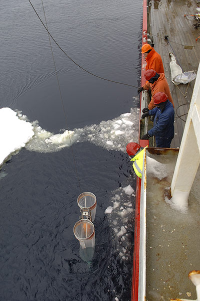 CAML: Census of Antarctic Marine Life  by British Antarctic Survey