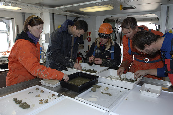 CAML: Census of Antarctic Marine Life  by British Antarctic Survey