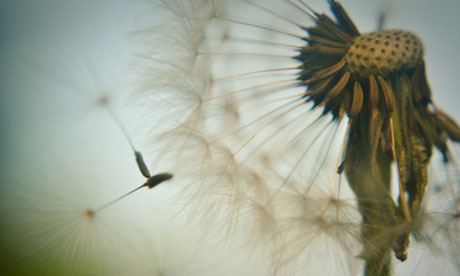 Dandelion weeds