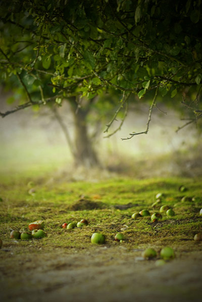 Green Shoots: Readers Flickr group on  harvest season