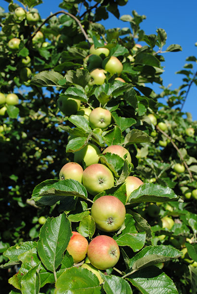 Green Shoots: Readers Flickr group on  harvest season