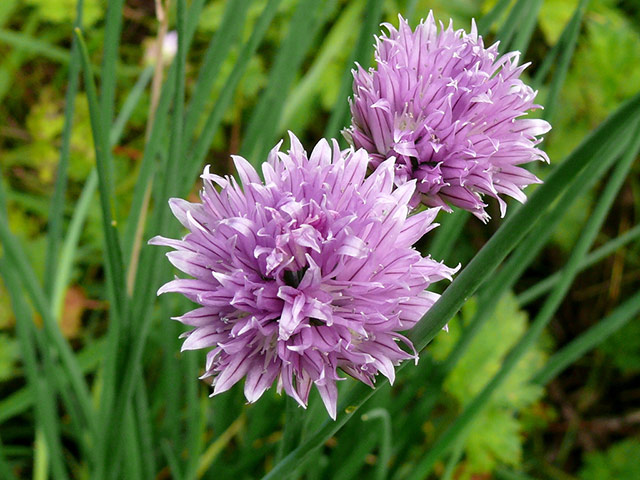 Green Shoots: Readers Flickr group on  harvest season