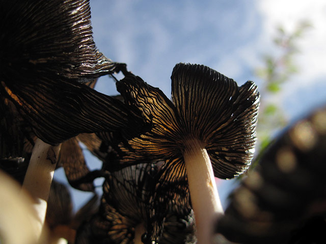 Green Shoots: Readers Flickr group on  harvest season