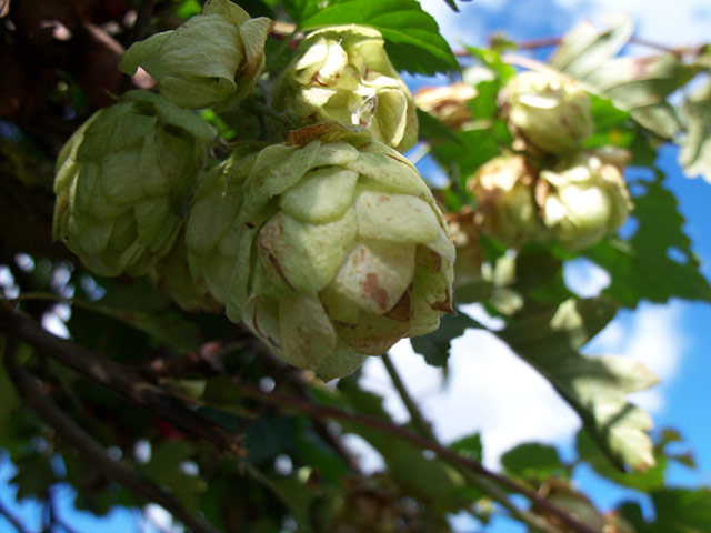 Green Shoots: Readers Flickr group on  harvest season